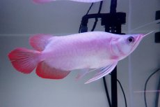 画像1: スーパーレッド ショート個体 NO.63(#9) (1)