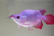 画像7: スーパーレッド ショート個体 NO.64(#10) (7)