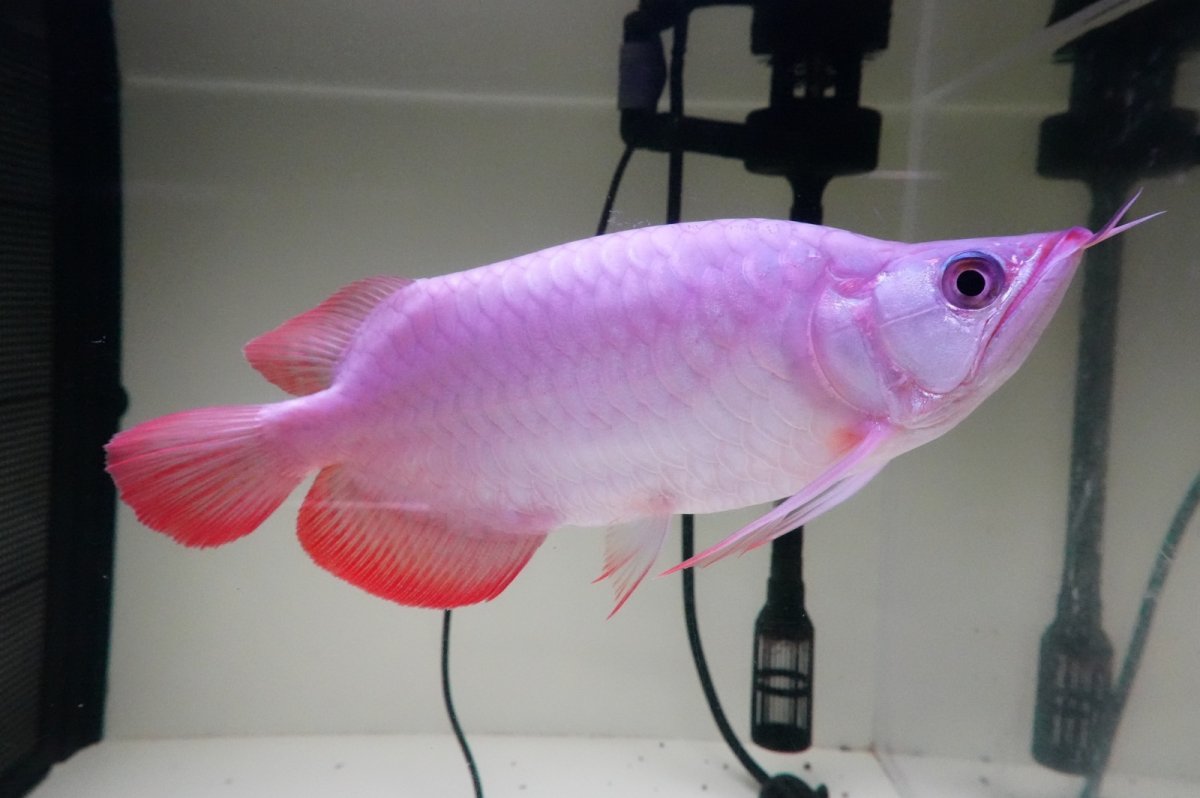 画像4: スーパーレッド ショート個体 NO.65(#11) (4)