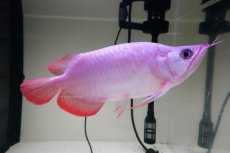 画像4: スーパーレッド ショート個体 NO.65(#11) (4)