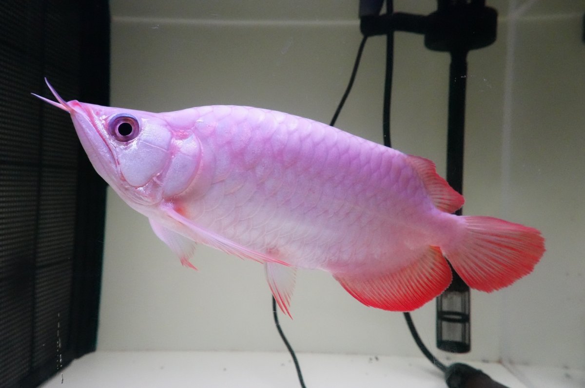 画像2: スーパーレッド ショート個体 NO.65(#11) (2)