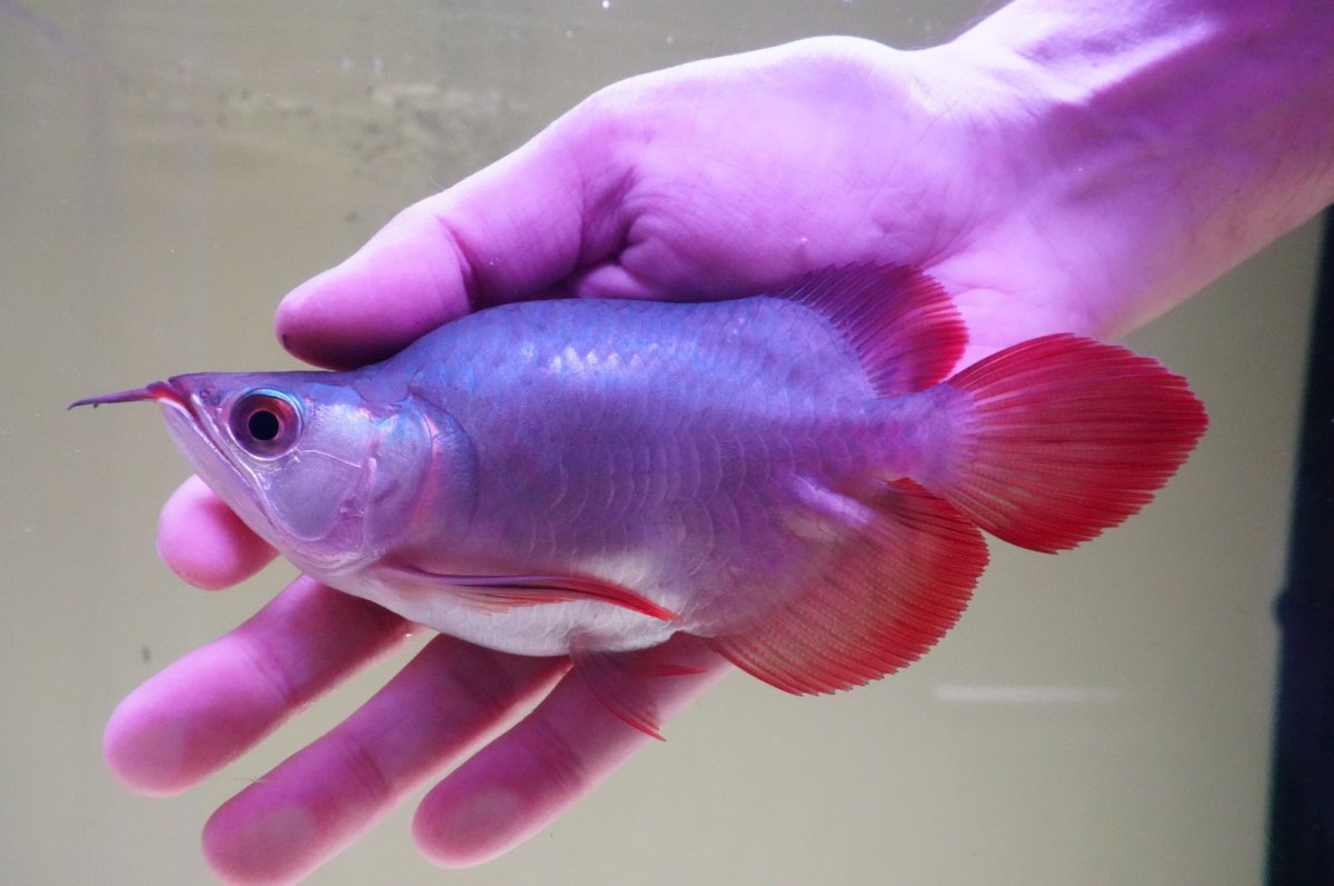 画像2: スーパーレッド ショート個体 NO.64(#10) (2)