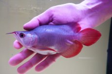 画像2: スーパーレッド ショート個体 NO.64(#10) (2)