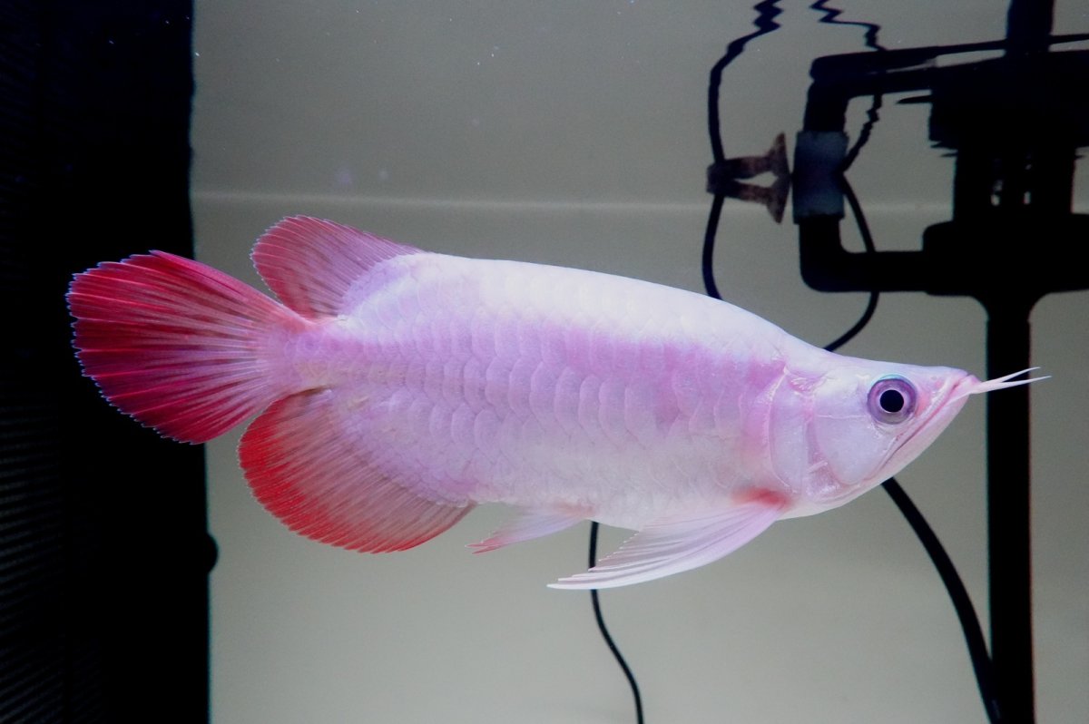 画像3: スーパーレッド ショート個体 NO.61(#4) (3)