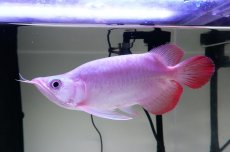 画像1: スーパーレッド ショート個体 NO.61(#4) (1)