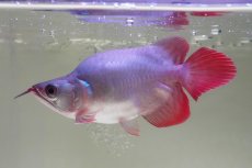 画像4: スーパーレッド ショート個体 NO.64(#10) (4)