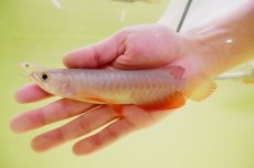 画像1: 紅尾金龍　 NO.1（インドネシア産） (1)