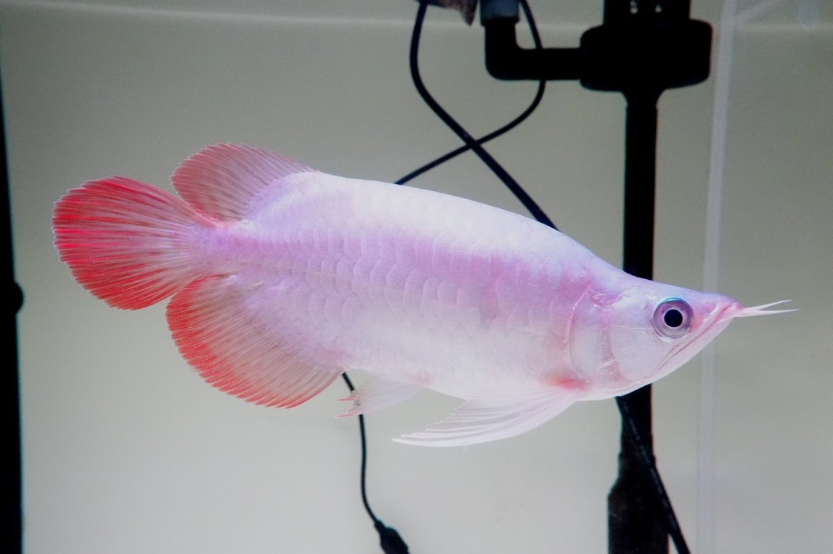 画像4: スーパーレッド ショート個体 NO.61(#4) (4)