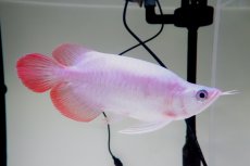 画像4: スーパーレッド ショート個体 NO.61(#4) (4)