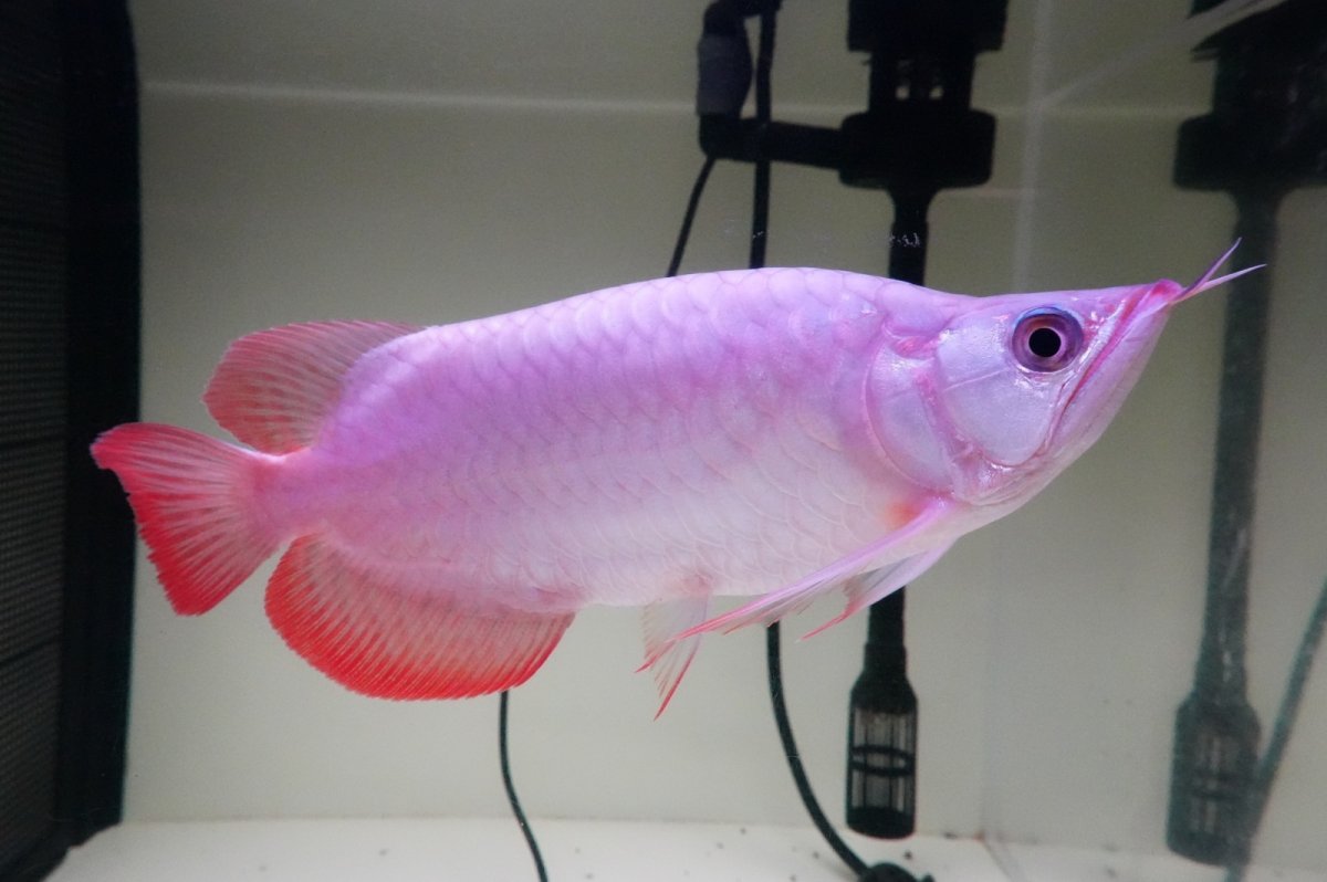 画像3: スーパーレッド ショート個体 NO.65(#11) (3)