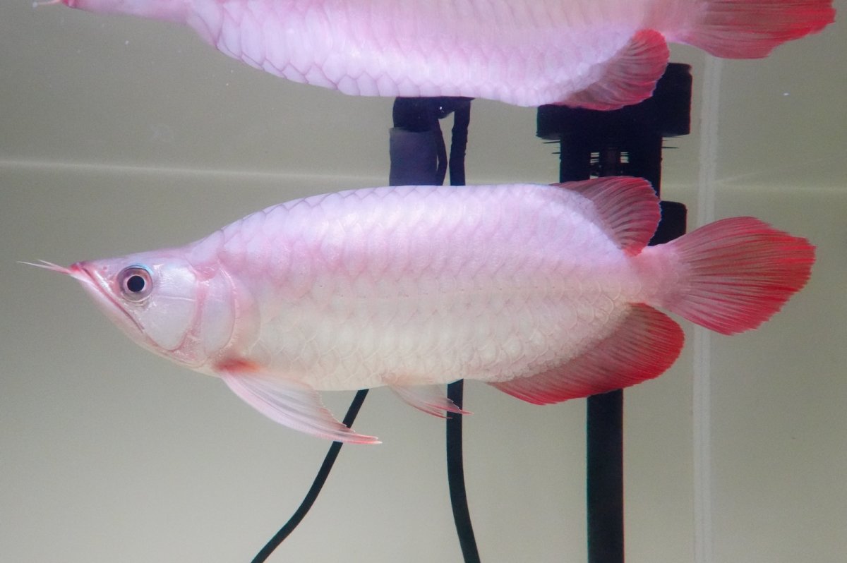 画像1: スーパーレッド ショート個体 NO.65(#11) (1)