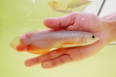 画像2: 紅尾金龍　 NO.1（インドネシア産） (2)