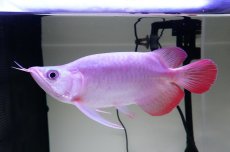 画像2: スーパーレッド ショート個体 NO.61(#4) (2)