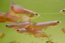 画像3: 紅尾金龍　 NO.00（インドネシア産）お任せ選別 (3)