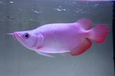 画像1: スーパーレッド ショート個体 NO.62(#7) (1)