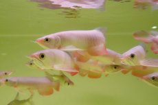 画像5: 紅尾金龍　 NO.00（インドネシア産）お任せ選別 (5)