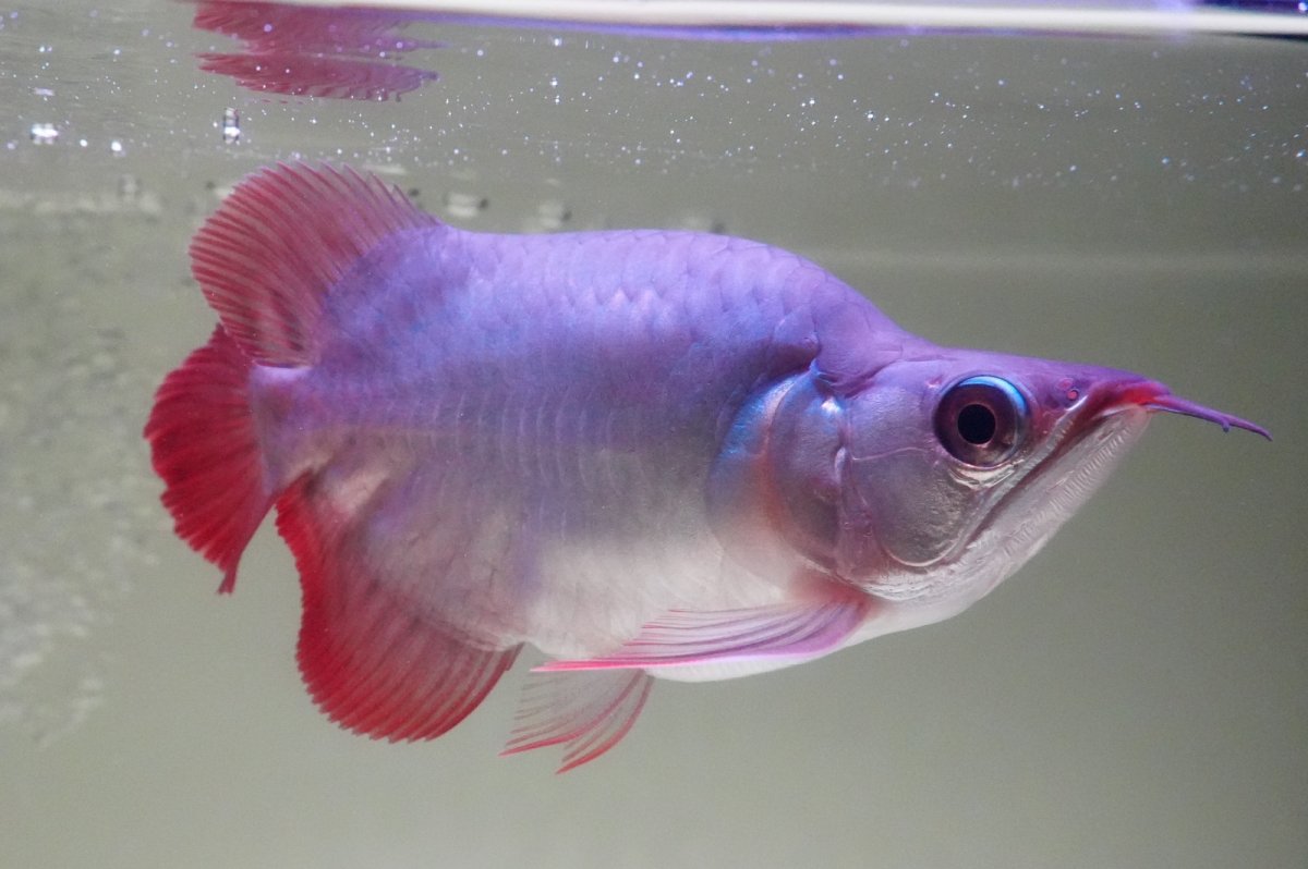 画像6: スーパーレッド ショート個体 NO.64(#10) (6)