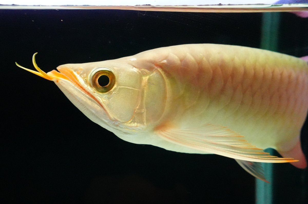 画像5: SUMO NO.2（横綱） (5)