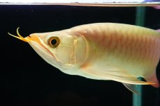 画像5: SUMO NO.2（横綱） (5)