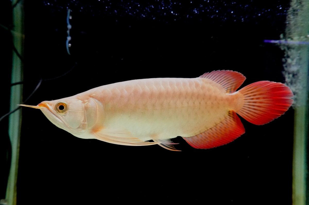 画像1: SUMO NO.1（横綱） (1)