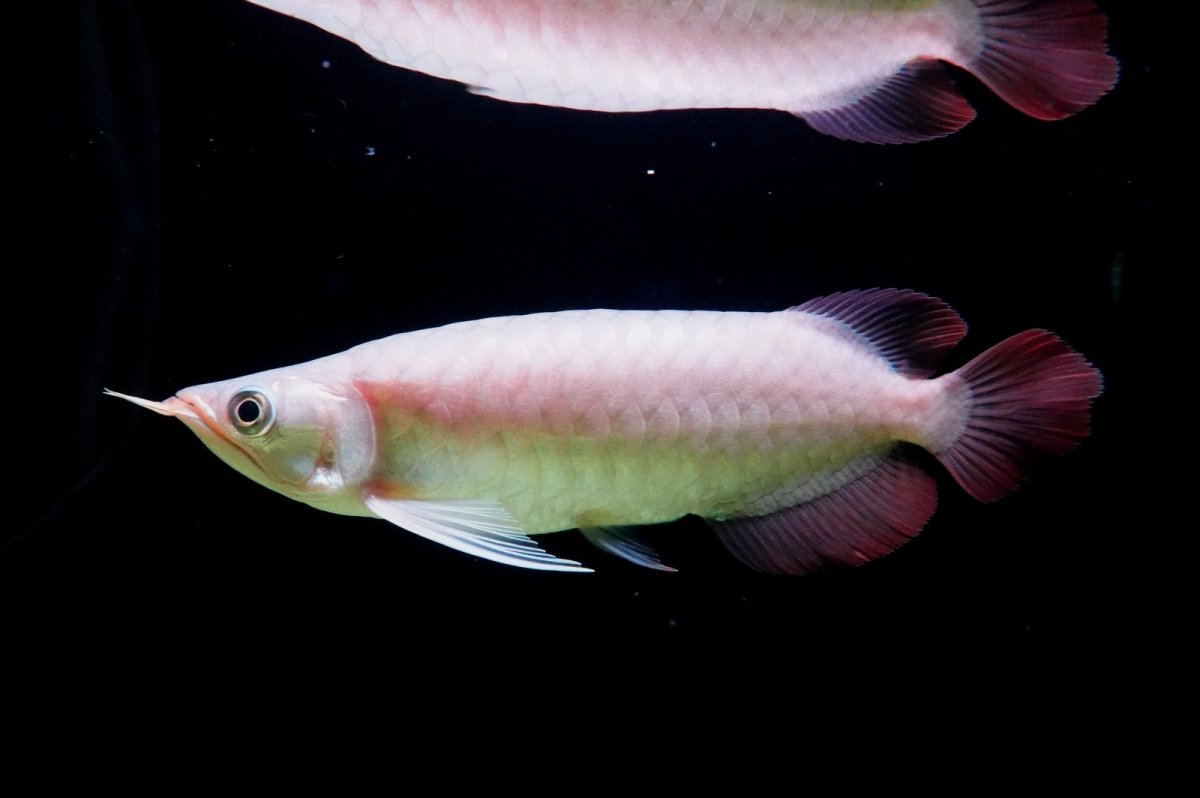 画像3: SUMO NO.4（関脇） (3)