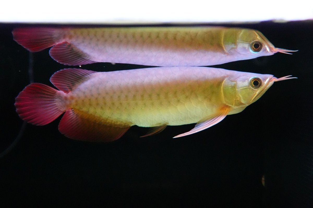 画像2: SUMO NO.5（横綱） (2)