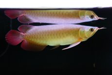 画像2: SUMO NO.5（横綱） (2)