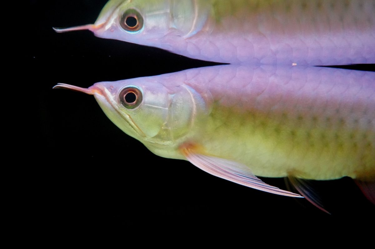 画像3: SUMO NO.5（横綱） (3)