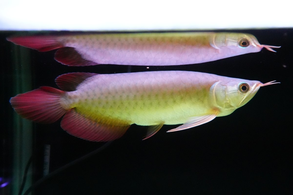 画像1: SUMO NO.5（横綱） (1)