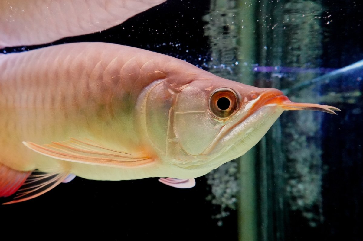 画像4: SUMO NO.1（横綱） (4)