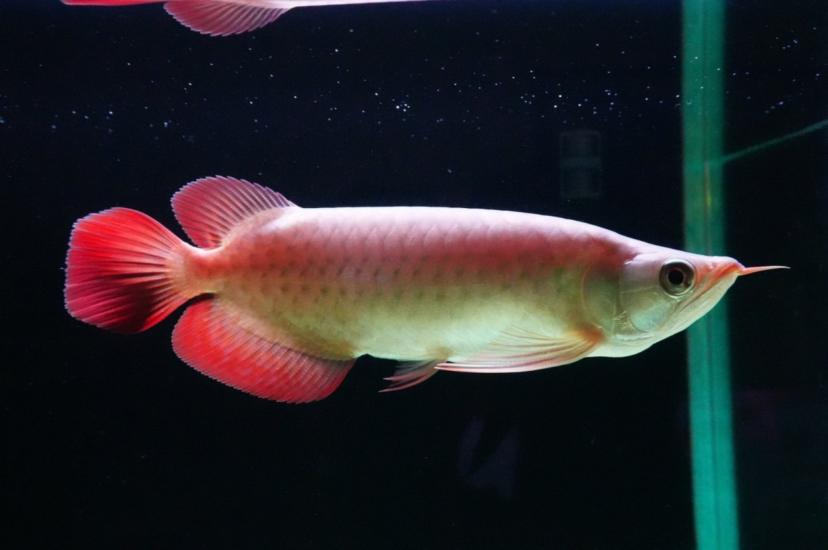 画像2: SUMO NO.3（大関） (2)