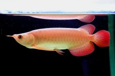 画像1: SUMO NO.3（大関） (1)