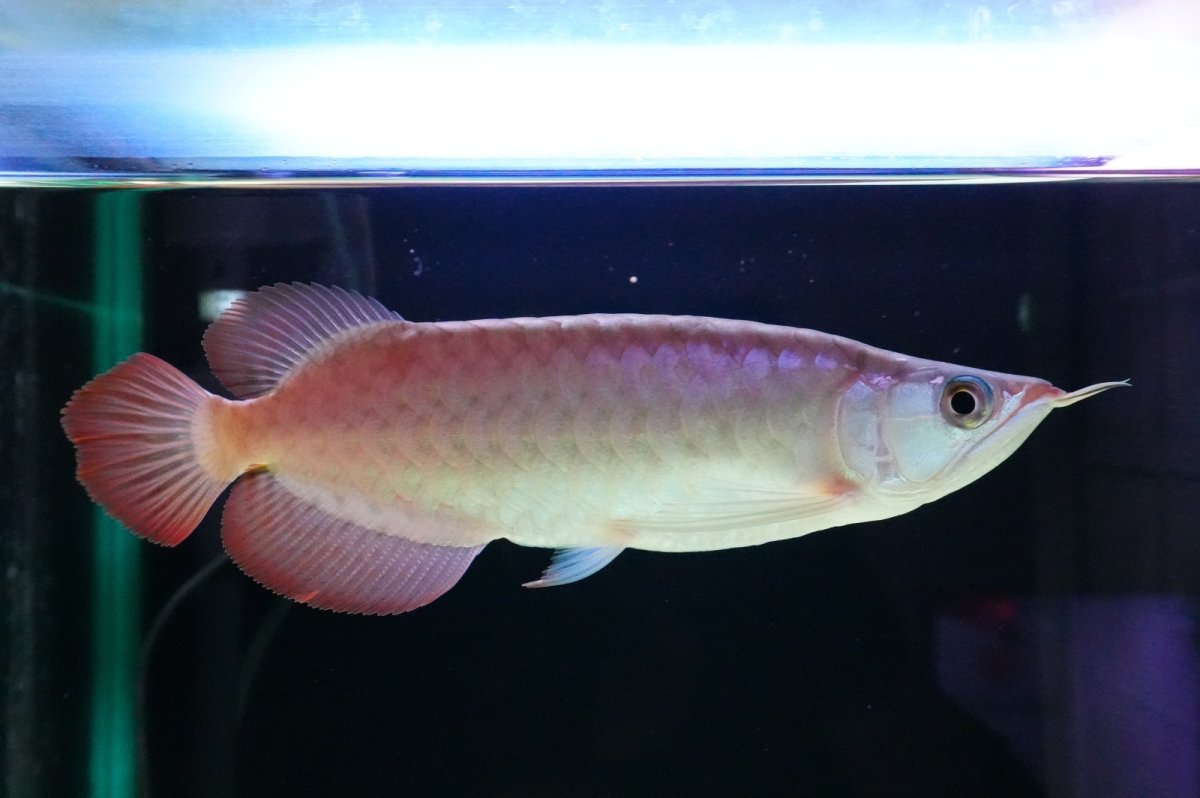 画像2: SUMO NO.4（関脇） (2)