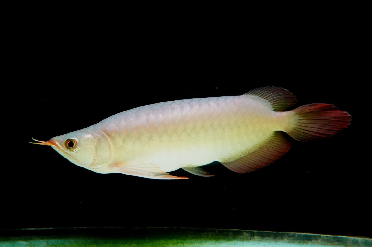 画像4: SUMO NO.2（横綱） (4)