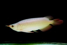 画像4: SUMO NO.2（横綱） (4)