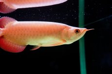 画像3: SUMO NO.3（大関） (3)