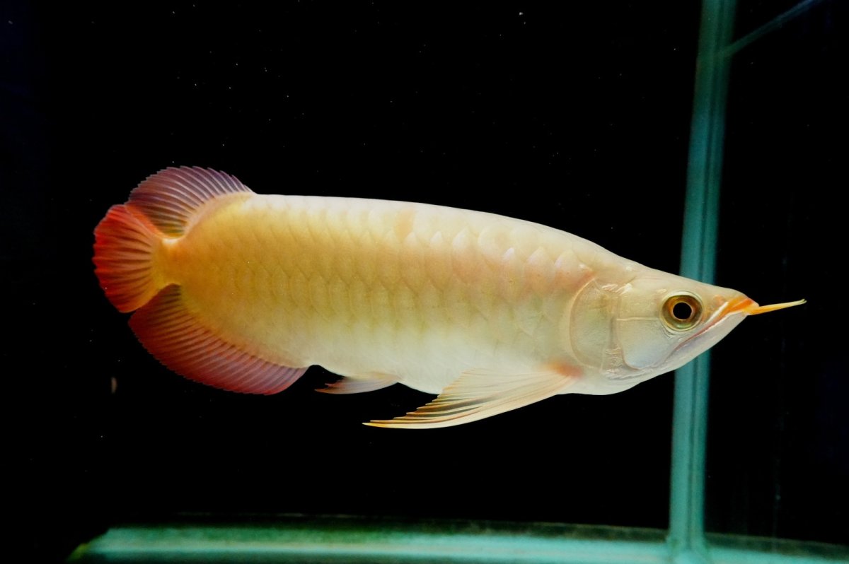 画像1: SUMO NO.2（横綱） (1)