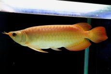 画像3: SUMO NO.2（横綱） (3)