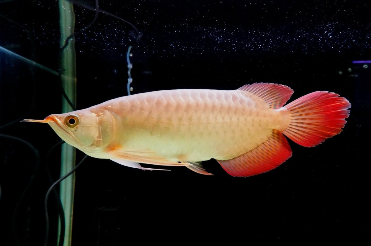 画像2: SUMO NO.1（横綱） (2)