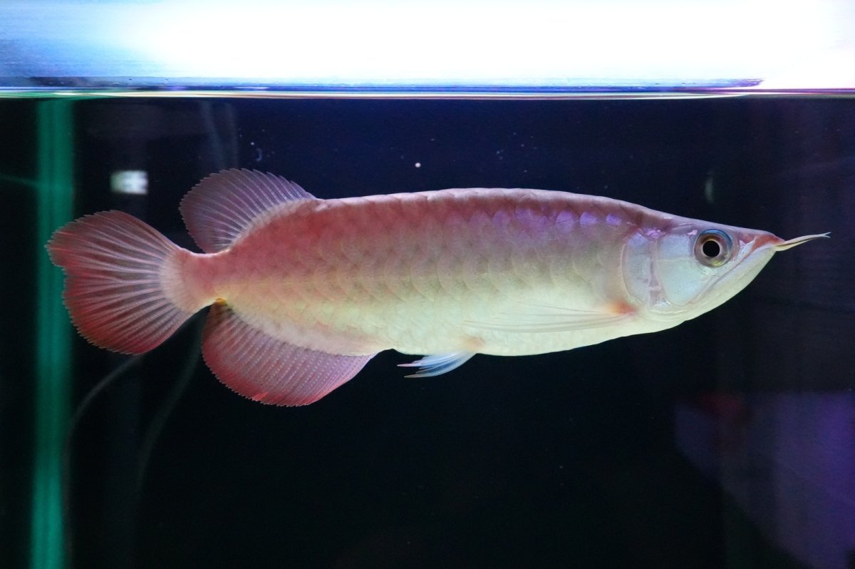 画像1: SUMO NO.4（関脇） (1)