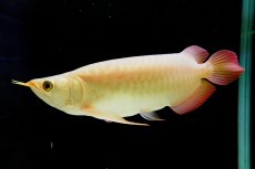 画像2: SUMO NO.2（横綱） (2)