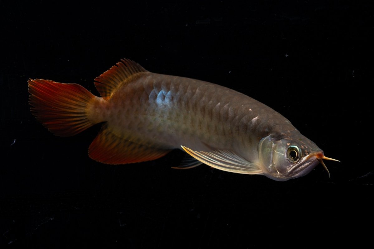 画像2: メタルレッド F3 NO.23（ディナミカカプアス産） (2)