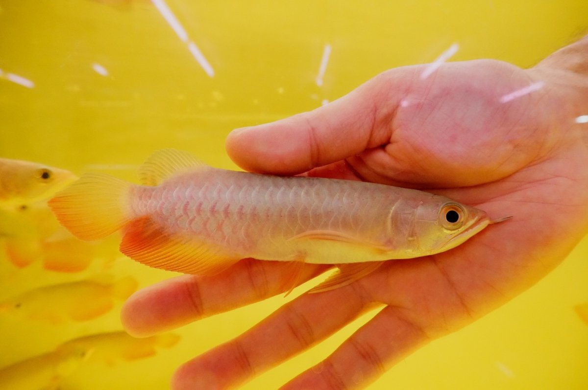 画像2: 【特価魚】紅尾金龍　 NO.6（インドネシア産） (2)