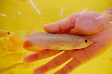 画像2: 【特価魚】紅尾金龍　 NO.6（インドネシア産） (2)