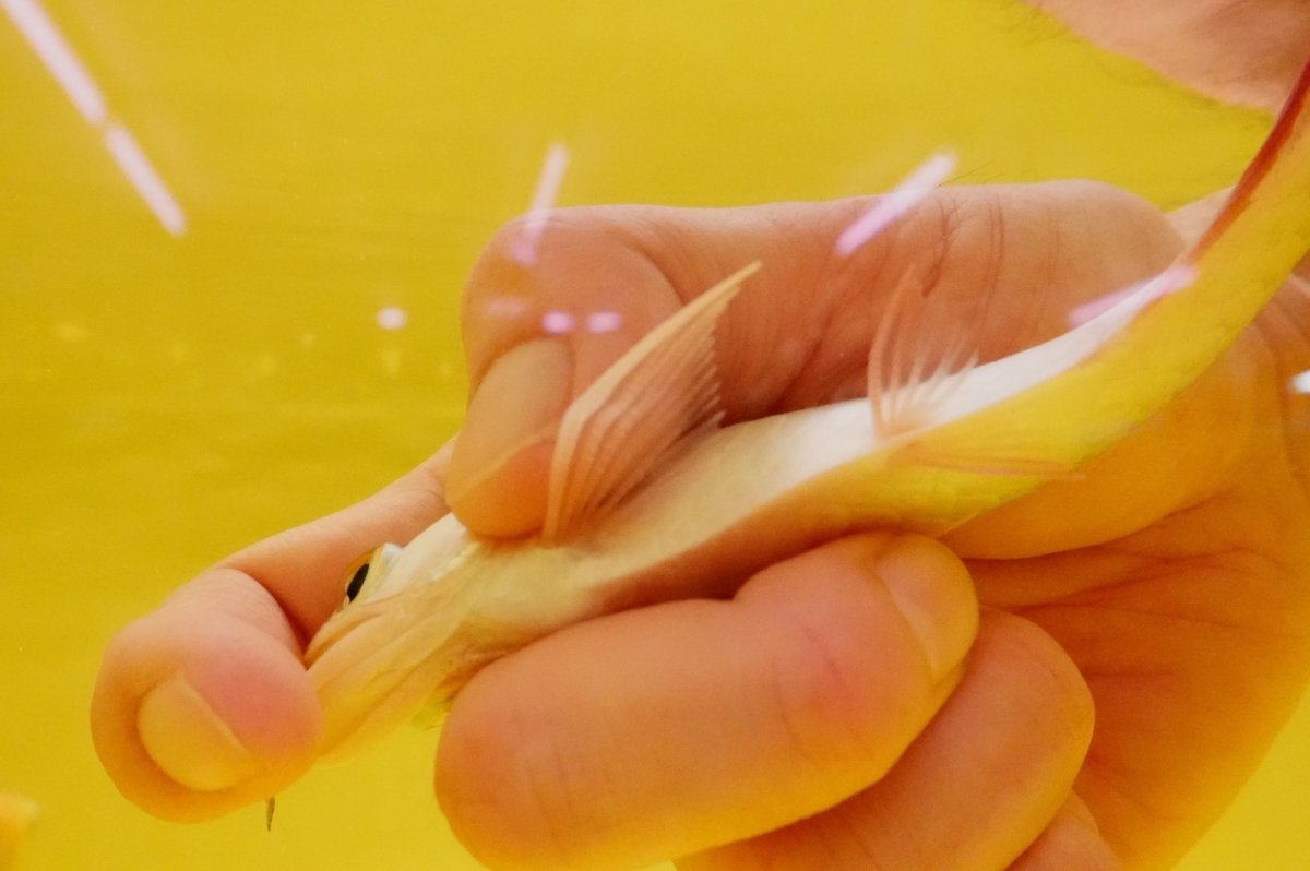 画像3: 【特価魚】紅尾金龍　 NO.6（インドネシア産） (3)