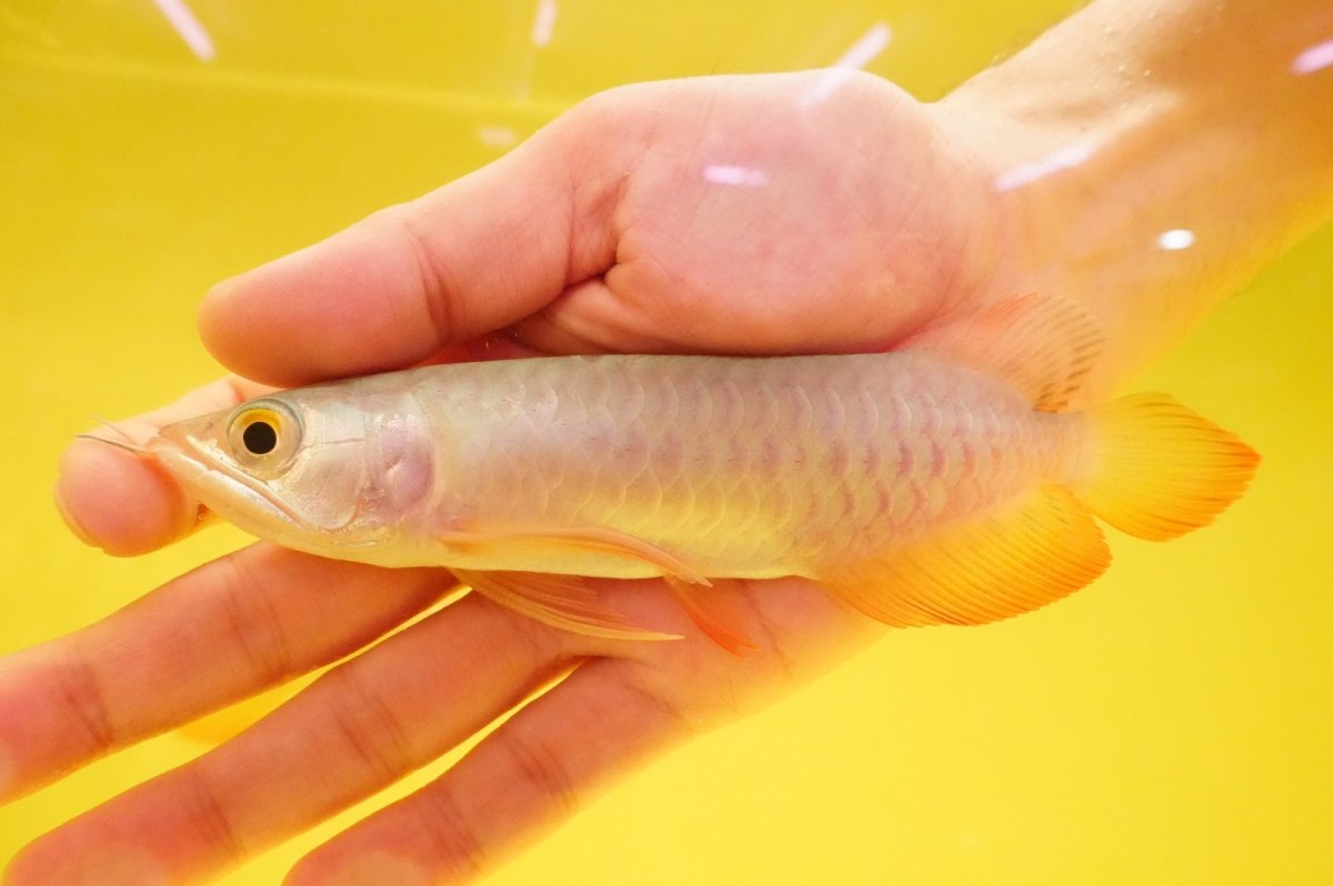 画像1: 紅尾金龍　 NO.5（ディナミカカプアス産） (1)