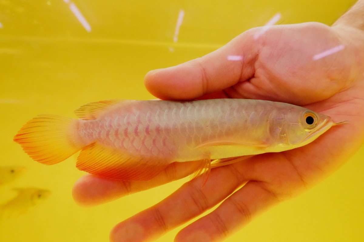 画像2: 紅尾金龍　 NO.5（ディナミカカプアス産） (2)