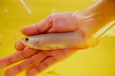 画像1: 【特価魚】紅尾金龍　 NO.6（インドネシア産） (1)