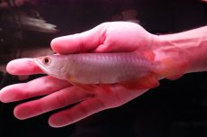 画像1: 紅尾金龍　 NO.11（インドネシア産） (1)