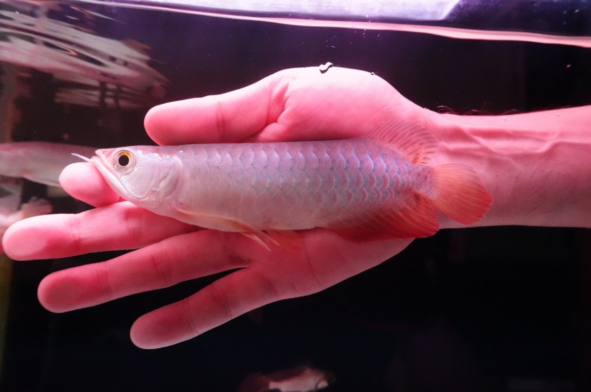 画像1: 紅尾金龍　 NO.10（インドネシア産）シャークマウス (1)